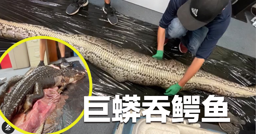 解剖18公尺巨蟒 挖出5英尺鳄鱼 - 真传媒 | Truth Media MY
