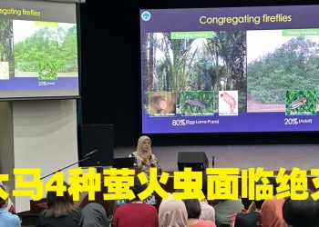 马来西亚森林研究所庆世界萤火虫日   分享电影《magiK》宣导保护意识