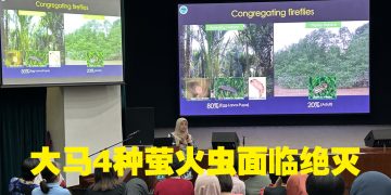 马来西亚森林研究所庆世界萤火虫日   分享电影《magiK》宣导保护意识