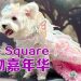 The Square 庆祝马来西亚首届快乐宠物嘉年华