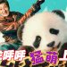 《熊猫计划》萌神呼呼征服武打巨星成龙 1010 一起卖萌