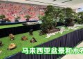 马来西亚盆景和水石展举行至11月30日   欢迎观赏与交流
