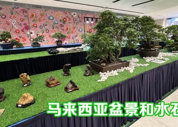 马来西亚盆景和水石展举行至11月30日 欢迎观赏与交流