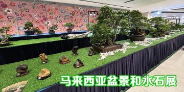 马来西亚盆景和水石展举行至11月30日   欢迎观赏与交流