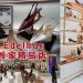 鞋控別错过 Sam Edelman大马首家精品店