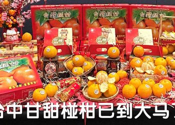 一马当先 | 台中椪柑祭 金橘迎春大吉大利过好年