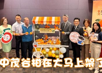 台中柑橘之王–茂谷柑收成珍贵 大马限量上架欲购从速