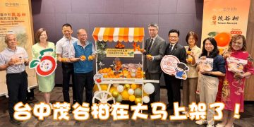 台中柑橘之王–茂谷柑收成珍贵   大马限量上架欲购从速