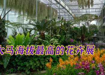 《BUNGA 2026》亚洲兰花艺术盛宴  绚丽绽放专家云集