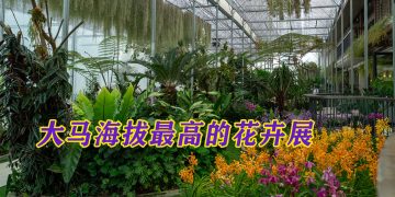 《BUNGA 2026》亚洲兰花艺术盛宴  绚丽绽放专家云集