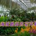《BUNGA 2026》亚洲兰花艺术盛宴 绚丽绽放专家云集
